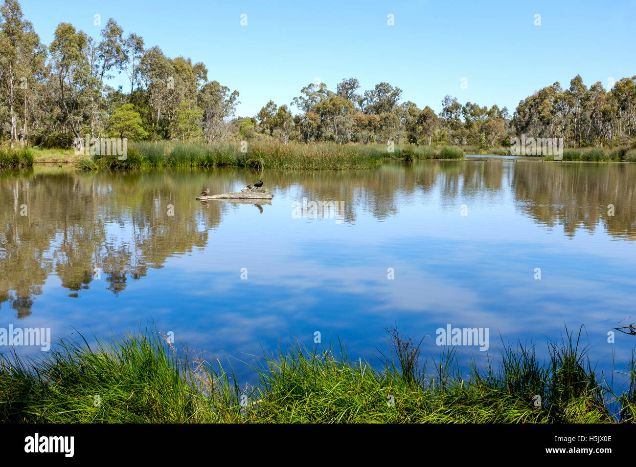 Il Laratinga zone umide e il santuario degli uccelli nelle Colline di Adelaide Australia Foto Stock