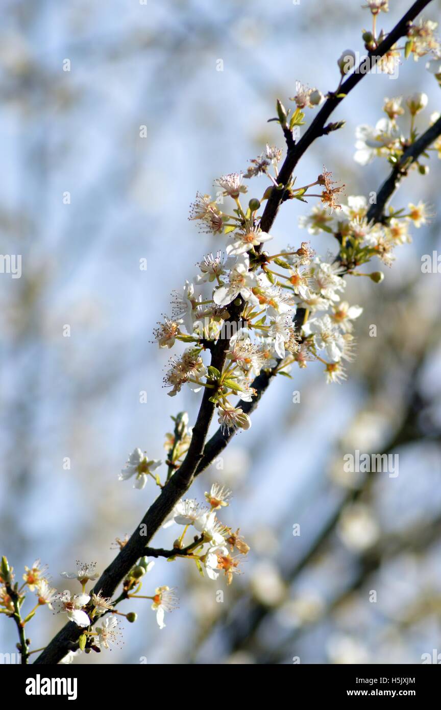 Il ramo di ciliegio in fiore su un fondo fuzzy Foto Stock