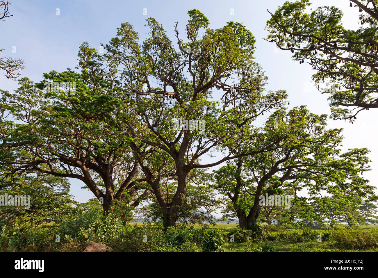 Albero pieno di pipistrelli - Indiano flying fox, Tissamaharama, Sri Lanka Foto Stock