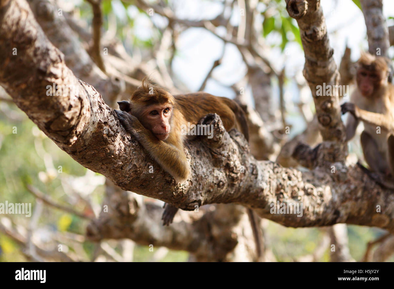 Cofano scimmia macaco giacente su albero, Sri Lanka Foto Stock