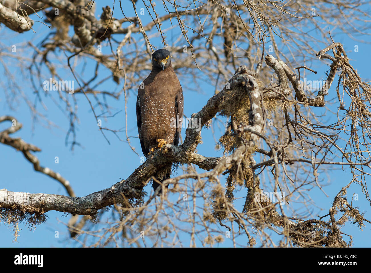 Crested Eagle serpente seduto sugli alberi contro il cielo blu, Yala National Park, Sri Lanka Foto Stock