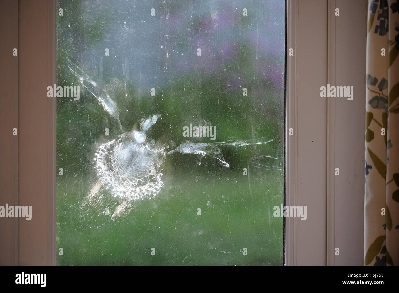 Profilo di uccello, woodpigeon, a sinistra sulla finestra, una piuma polvere impronta sul vetro Foto Stock