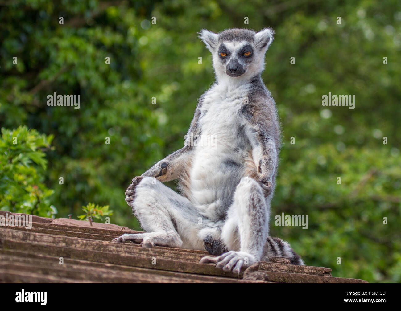 Anello lemure codato in posa come se facendo la meditazione Foto Stock