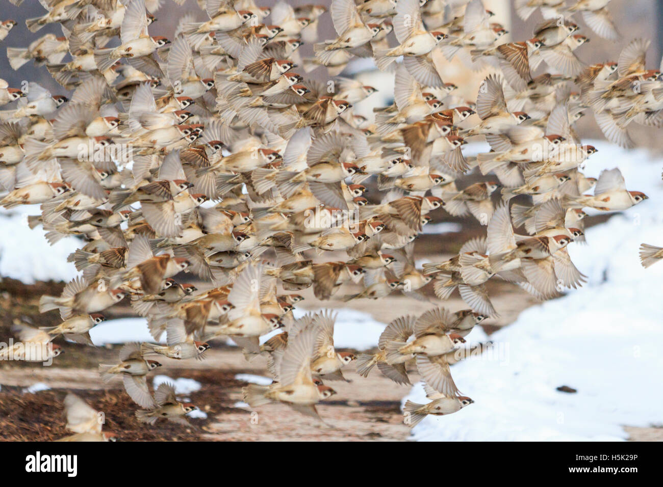 La migrazione di gregge di passeri in volo Foto Stock