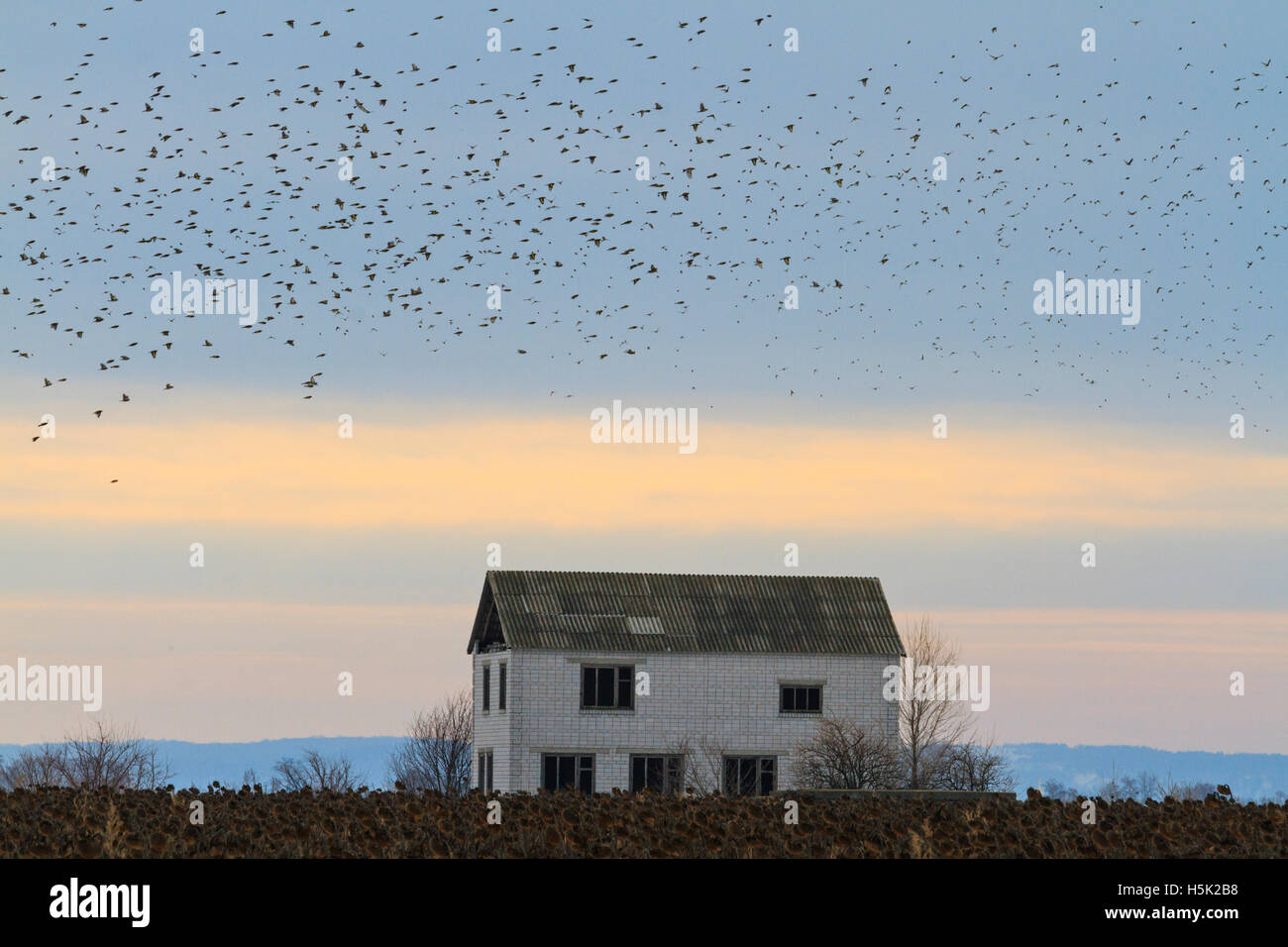 Casa isolata su cui uno stormo di uccelli in volo Foto Stock