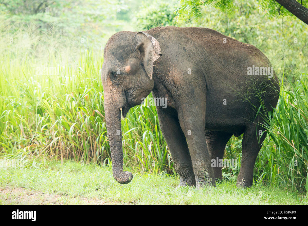 Elefante asiatico, Elephas maximus, Minneriya National Park, Sri Lanka Foto Stock