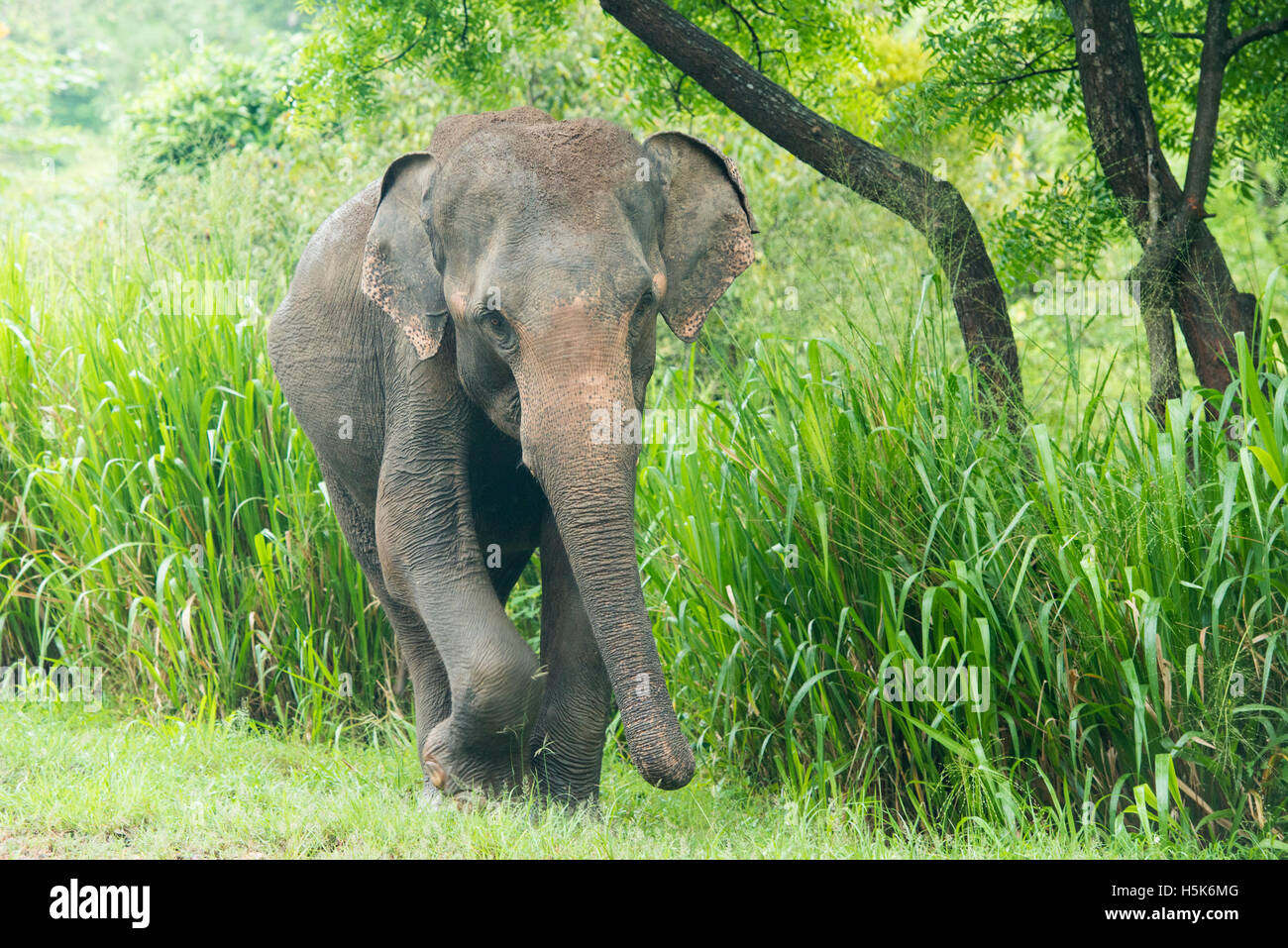 Elefante asiatico, Elephas maximus, Minneriya National Park, Sri Lanka Foto Stock
