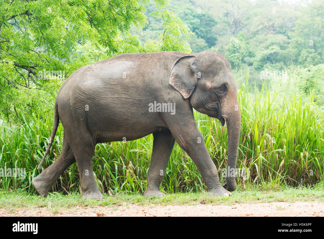 Elefante asiatico, Elephas maximus, Minneriya National Park, Sri Lanka Foto Stock