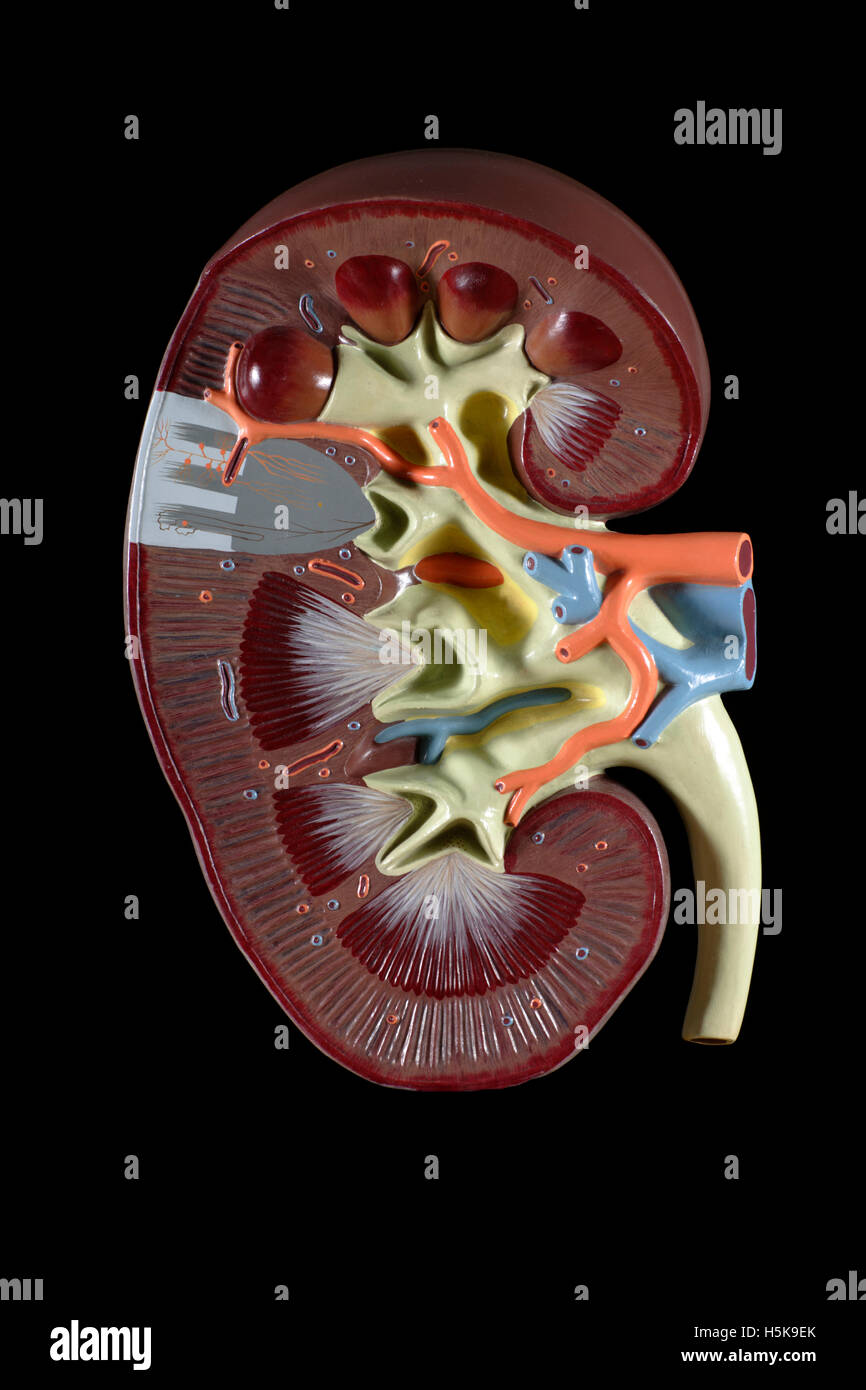 Modello anatomico di un rene Foto Stock