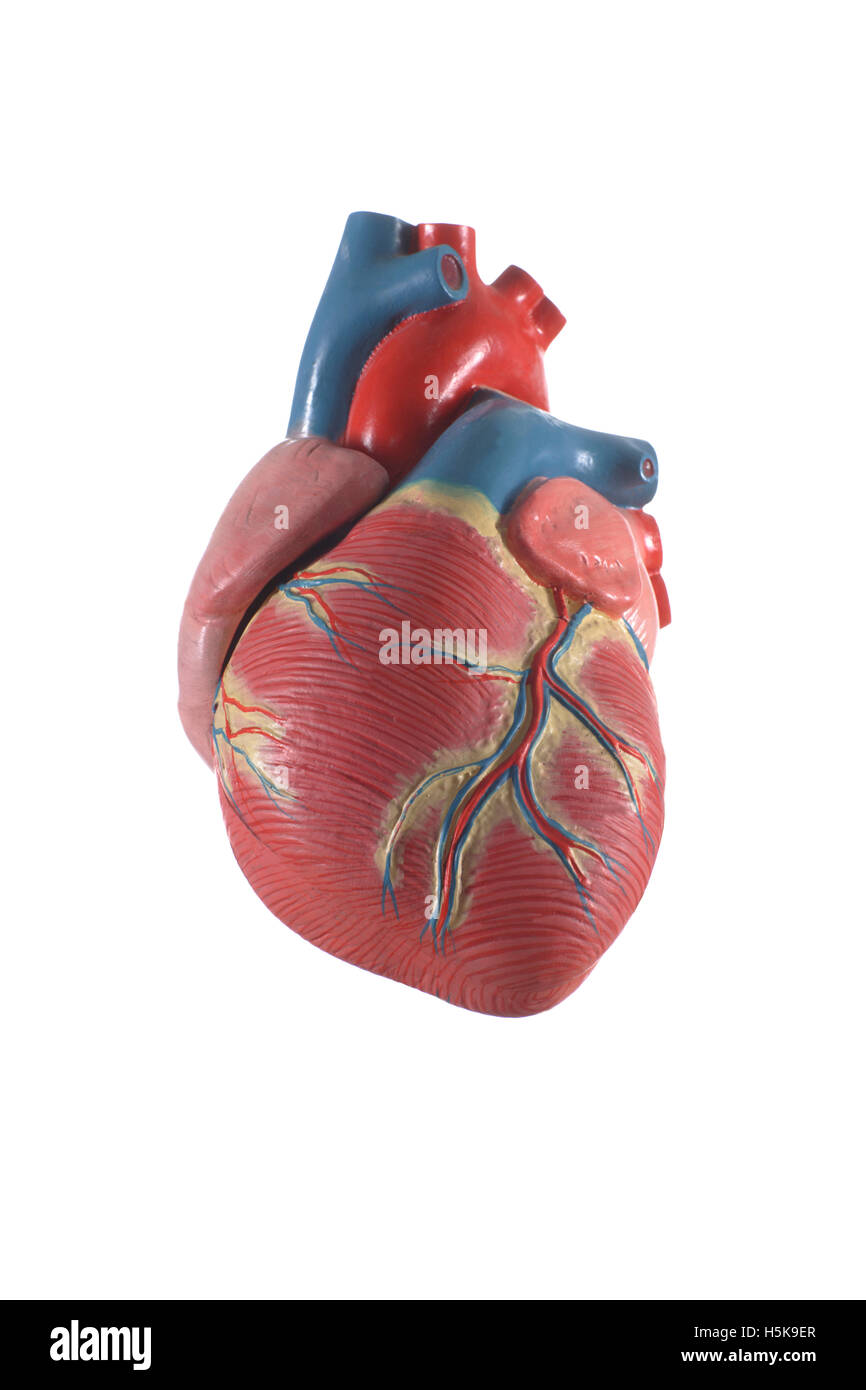 Modello anatomico del cuore Foto Stock