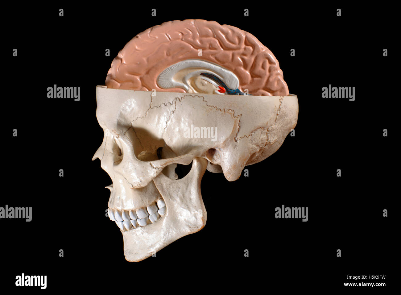 Modello anatomico della testa e del cervello Foto Stock