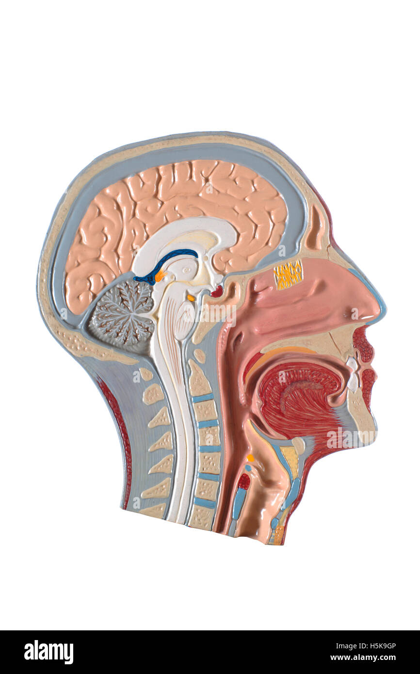 Modello anatomico della testa, il cervello e il tratto respiratorio Foto Stock