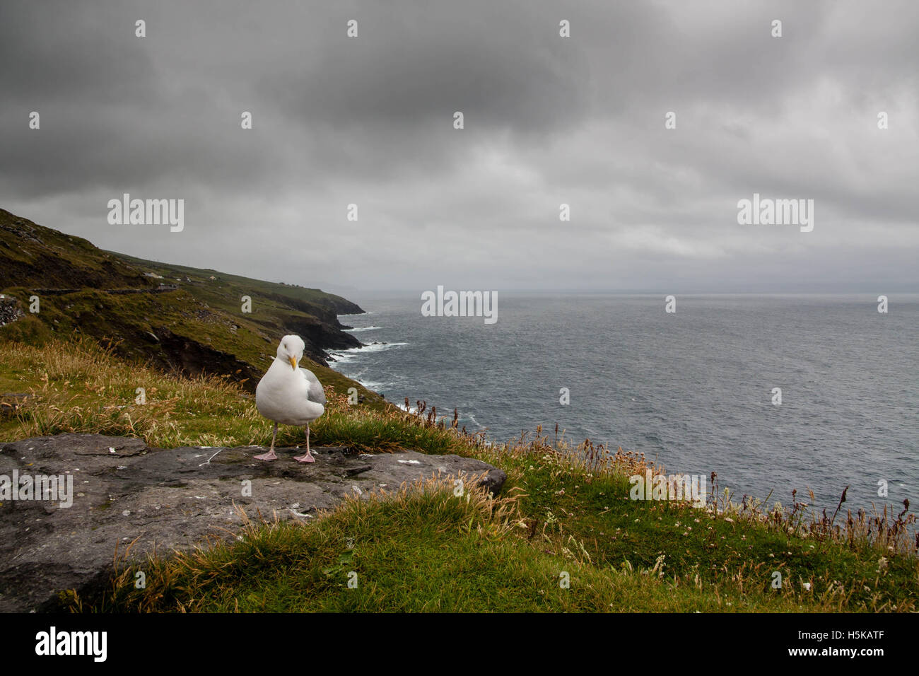 Seagull seduti sulla penisola di Dingle Foto Stock