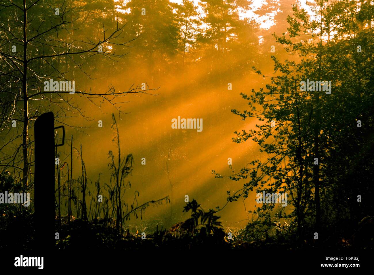 Una bella scena di orange raggi del sole lo streaming attraverso la treccia e boschi Foto Stock