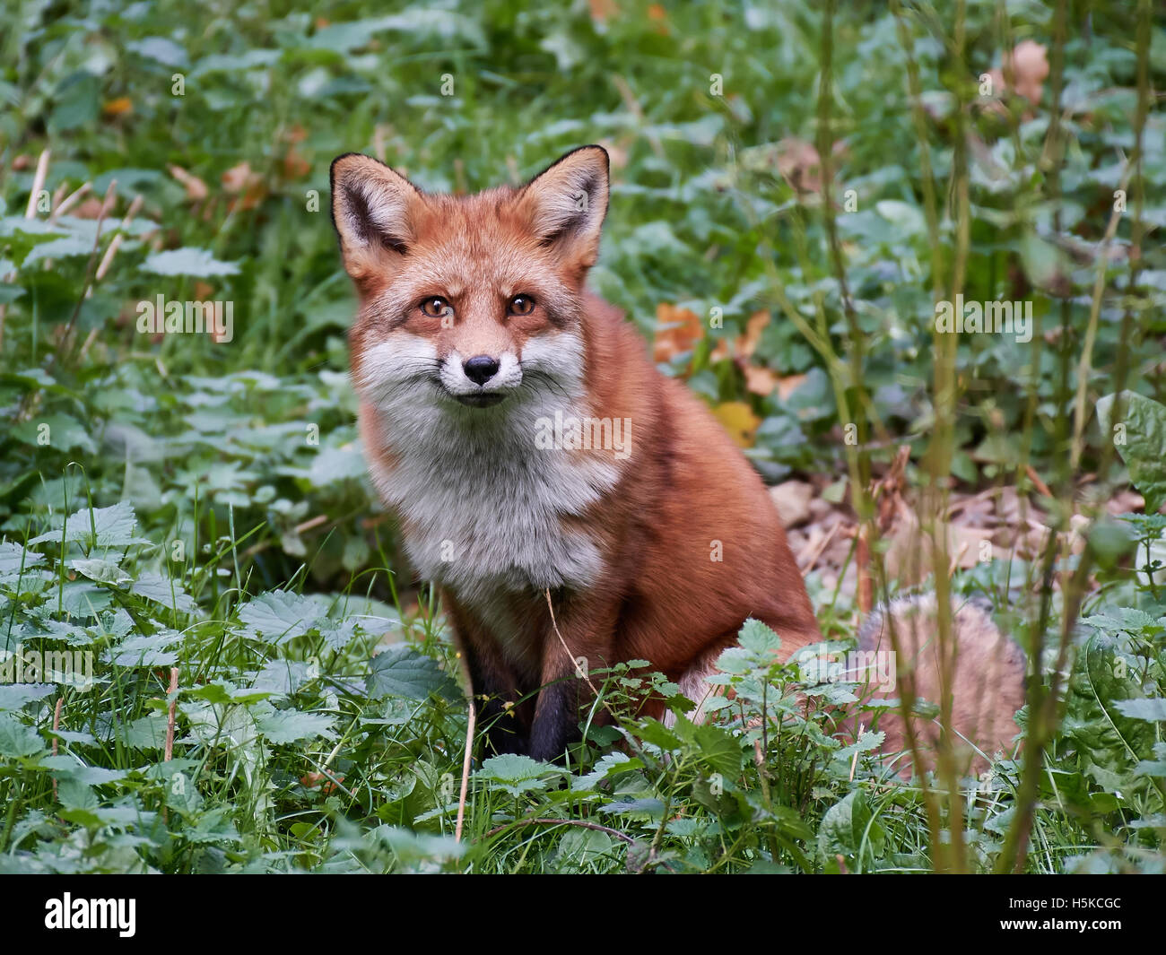 La volpe rossa seduta di vegetazione nel suo habitat Foto Stock