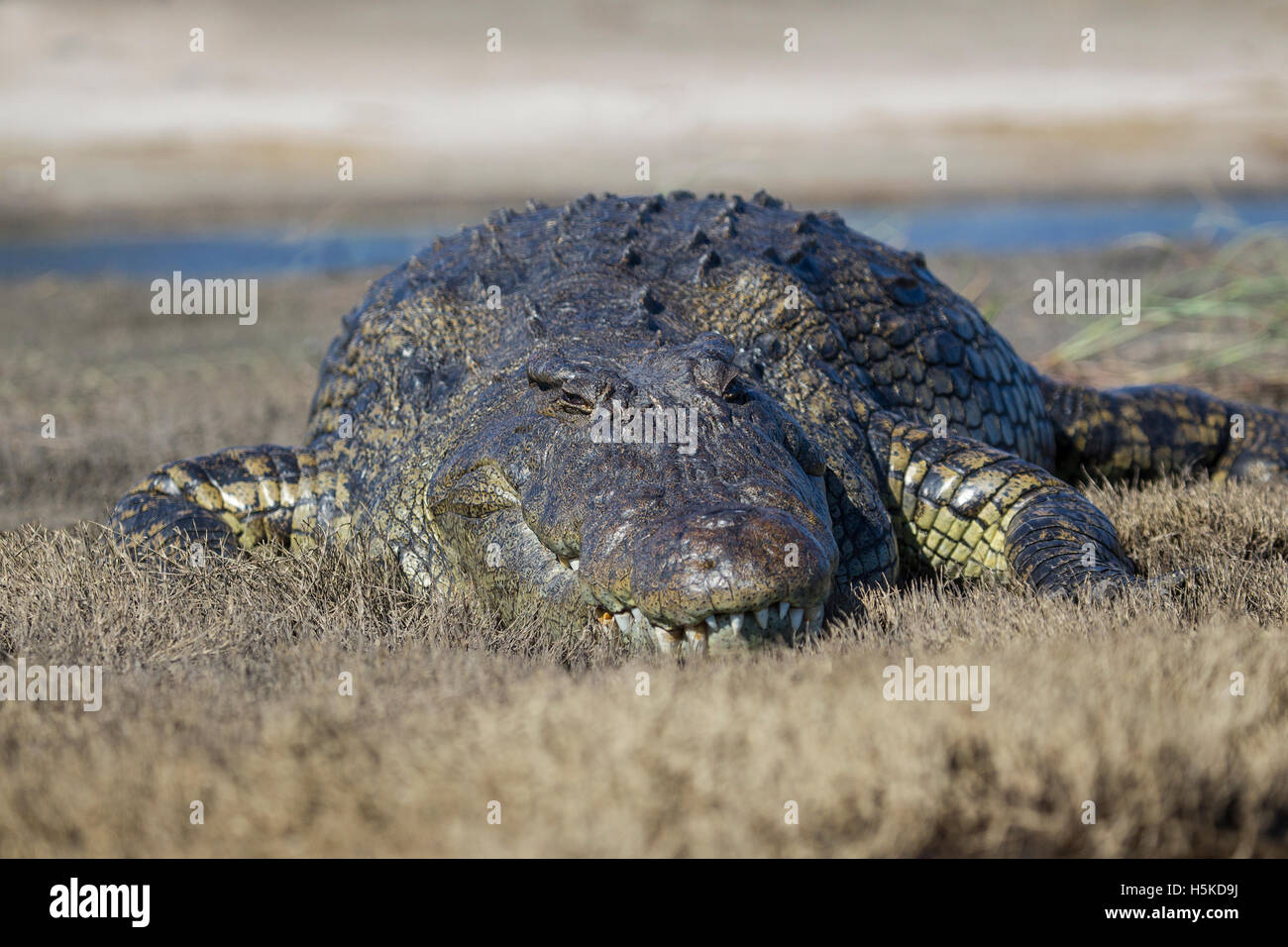 Grande coccodrillo del Nilo Crocodylus niloticus crogiolarsi sulle rive del fiume Chobe in Botswana Foto Stock