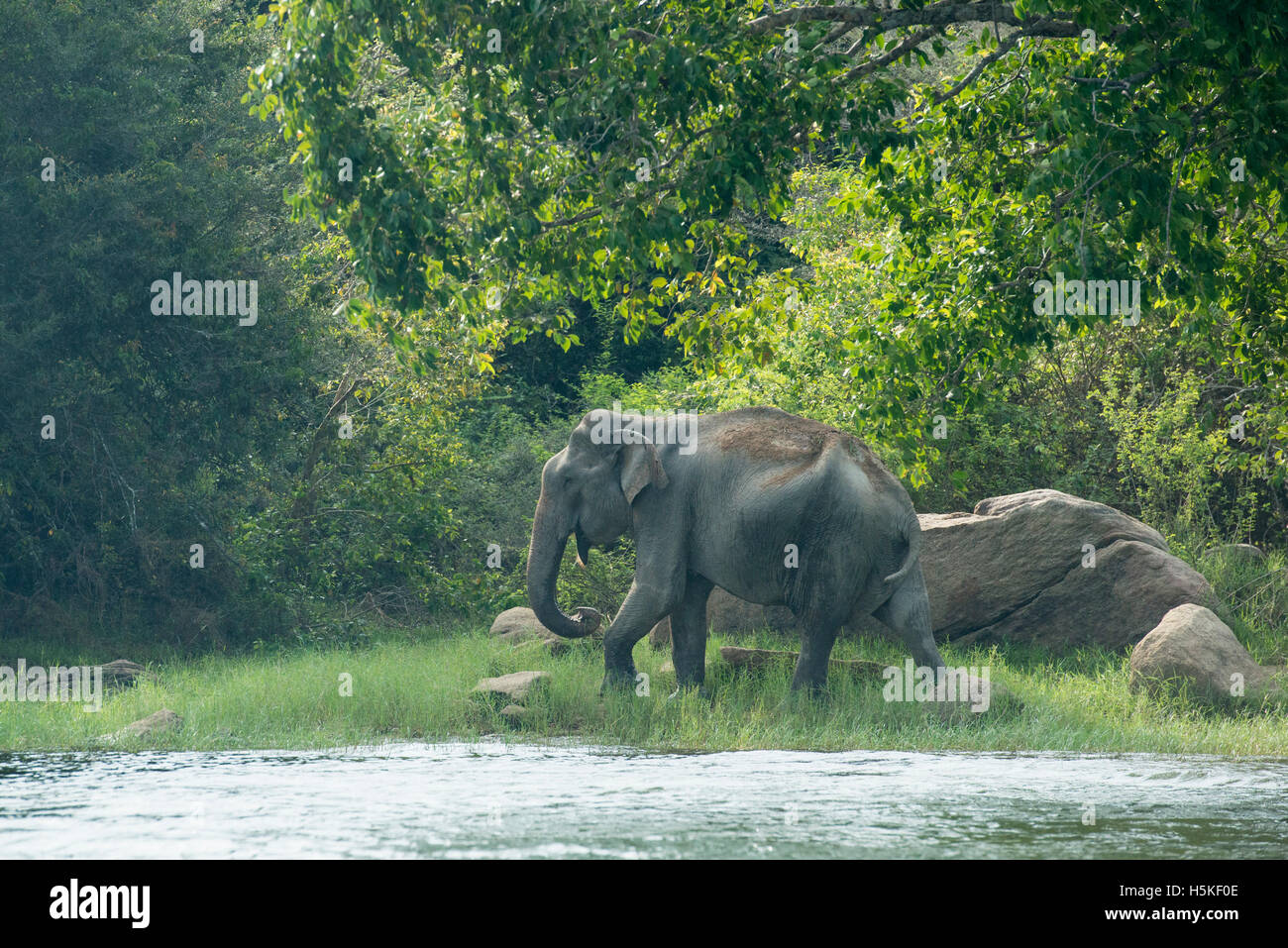 Elefante asiatico, Elephas maximus, all'Senanayake Samudra serbatoio, Gal Oya National Park, Sri Lanka Foto Stock