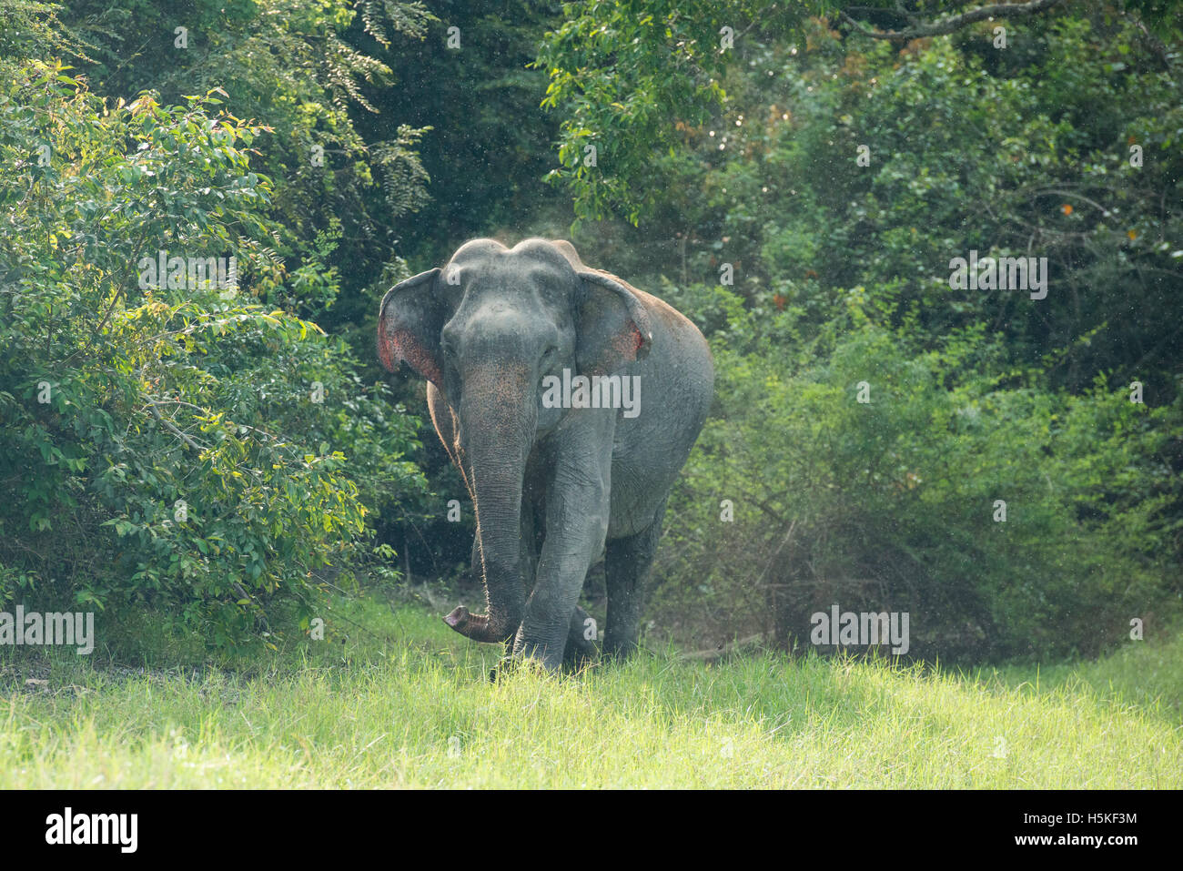 Elefante asiatico, Elephas maximus, Gal Oya National Park, Sri Lanka Foto Stock