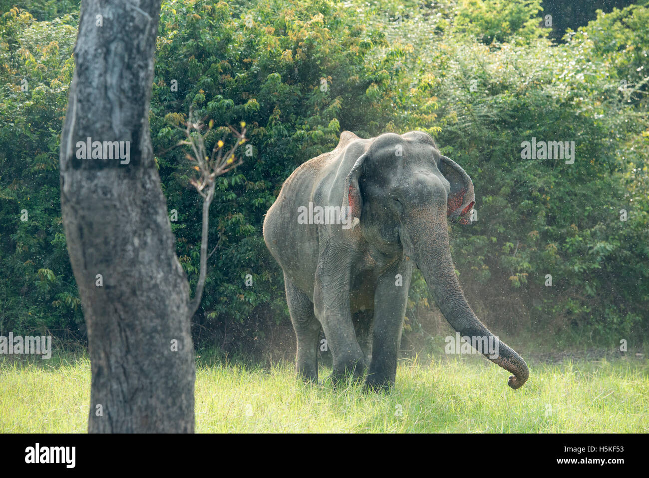 Elefante asiatico, Elephas maximus, Gal Oya National Park, Sri Lanka Foto Stock