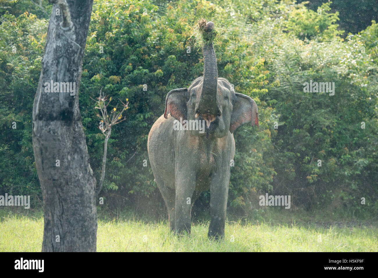 Elefante asiatico, Elephas maximus, Gal Oya National Park, Sri Lanka Foto Stock