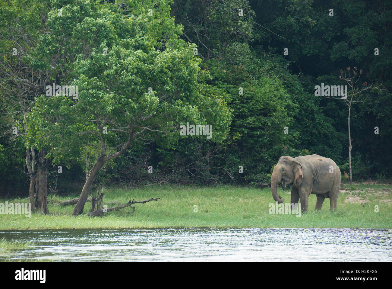 Elefante asiatico, Elephas maximus, all'Senanayake Samudra serbatoio, Gal Oya National Park, Sri Lanka Foto Stock