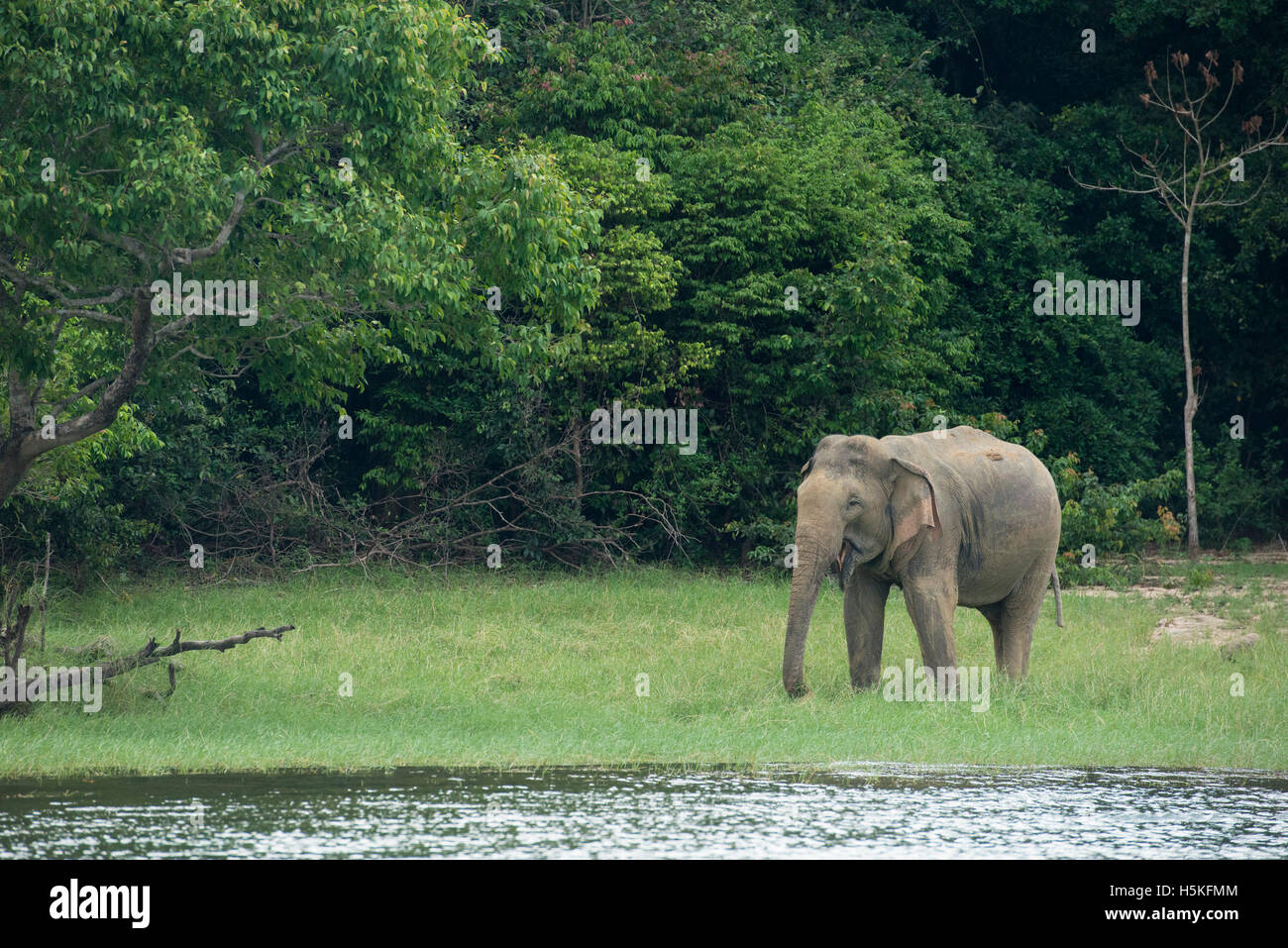 Elefante asiatico, Elephas maximus, all'Senanayake Samudra serbatoio, Gal Oya National Park, Sri Lanka Foto Stock