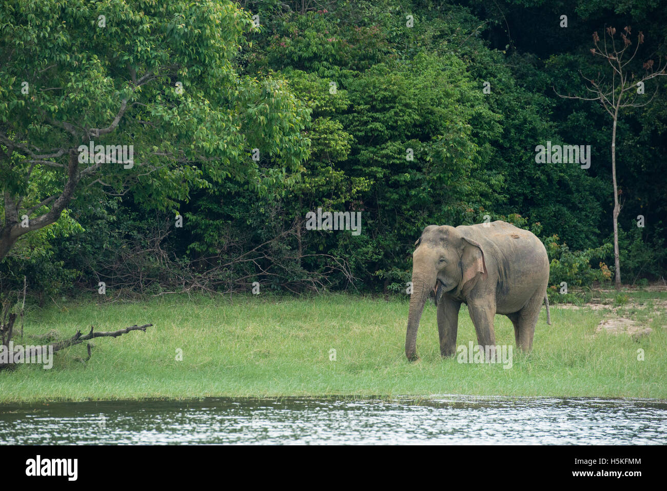 Elefante asiatico, Elephas maximus, all'Senanayake Samudra serbatoio, Gal Oya National Park, Sri Lanka Foto Stock