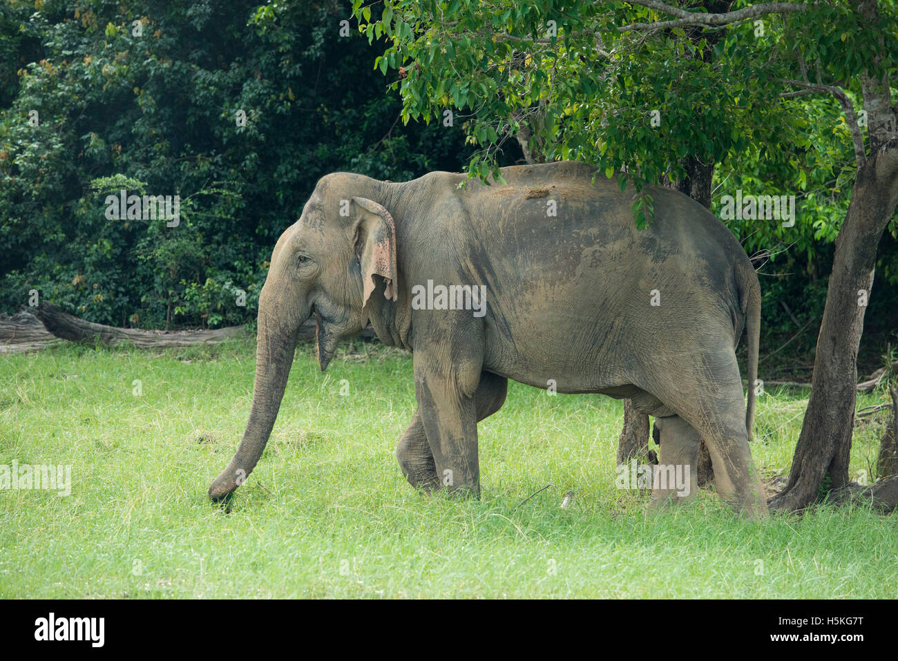 Elefante asiatico, Elephas maximus, Gal Oya National Park, Sri Lanka Foto Stock