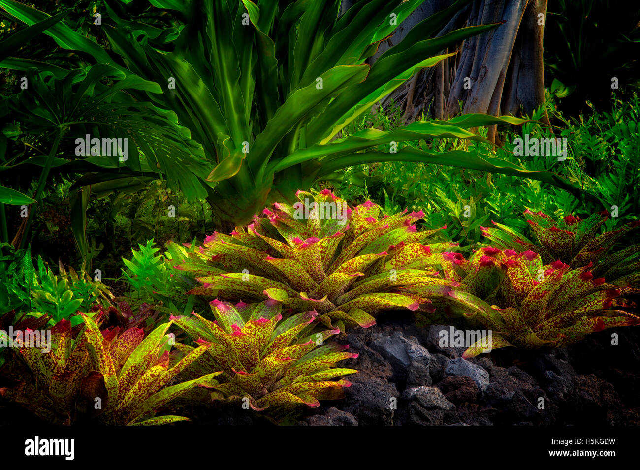 Bromeliacee in giardino. Hawaii, la Big Island. Foto Stock