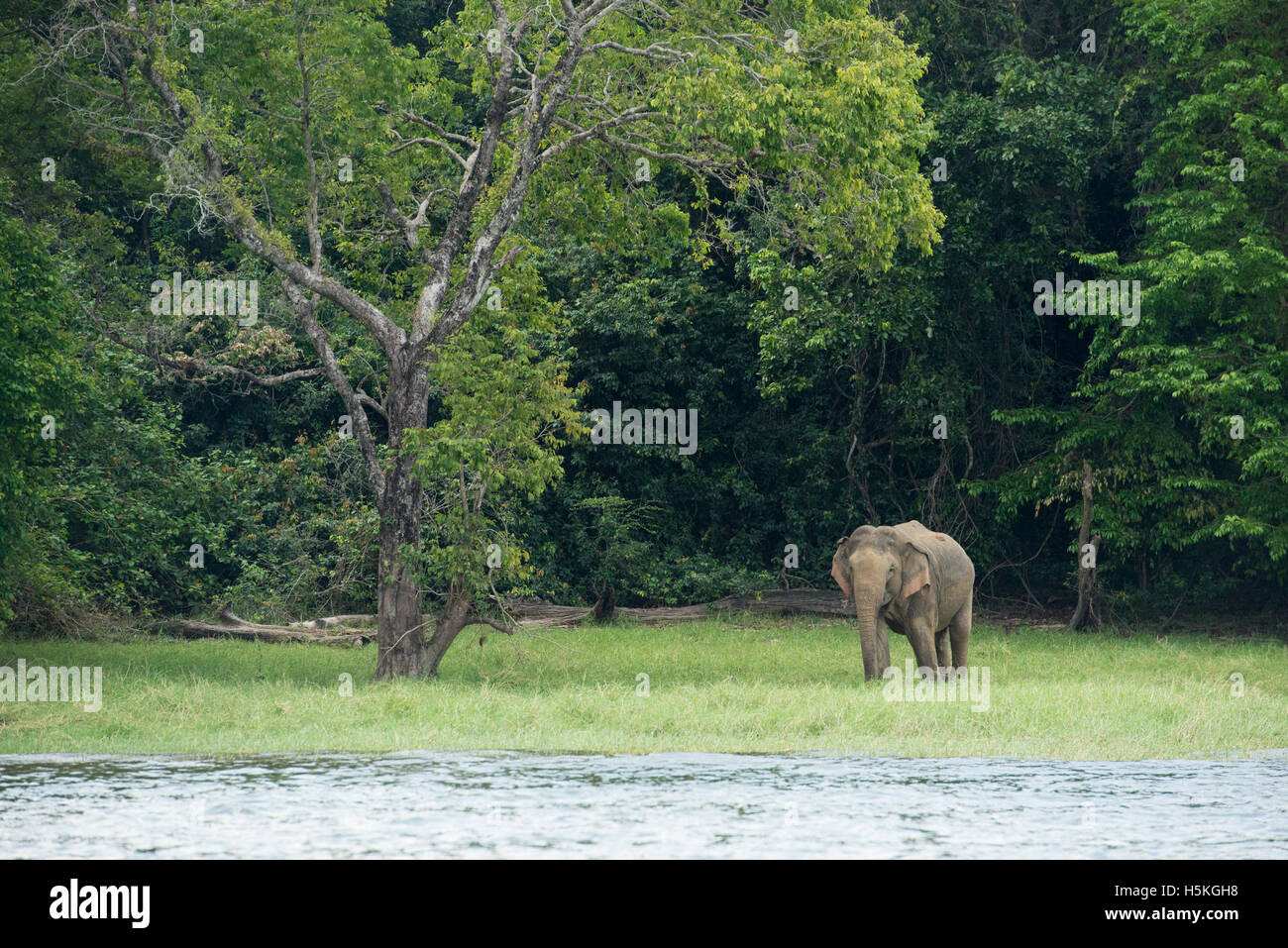 Elefante asiatico, Elephas maximus, all'Senanayake Samudra serbatoio, Gal Oya National Park, Sri Lanka Foto Stock