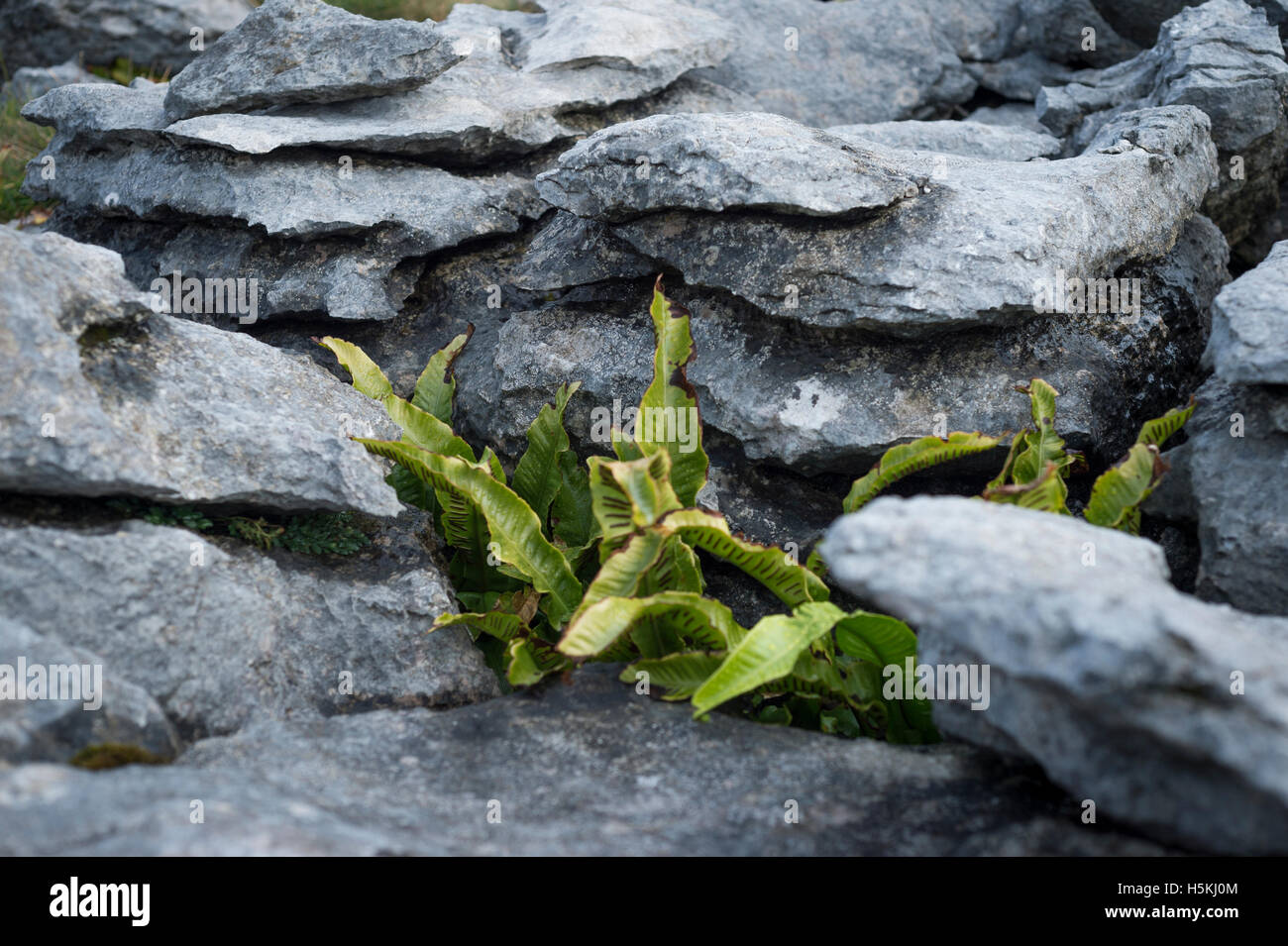 Pavimentazione di pietra calcarea, Sulber, Ingleborough riserva naturale vicino a Horton in Ribblesdale, Yorkshire. Foto Stock