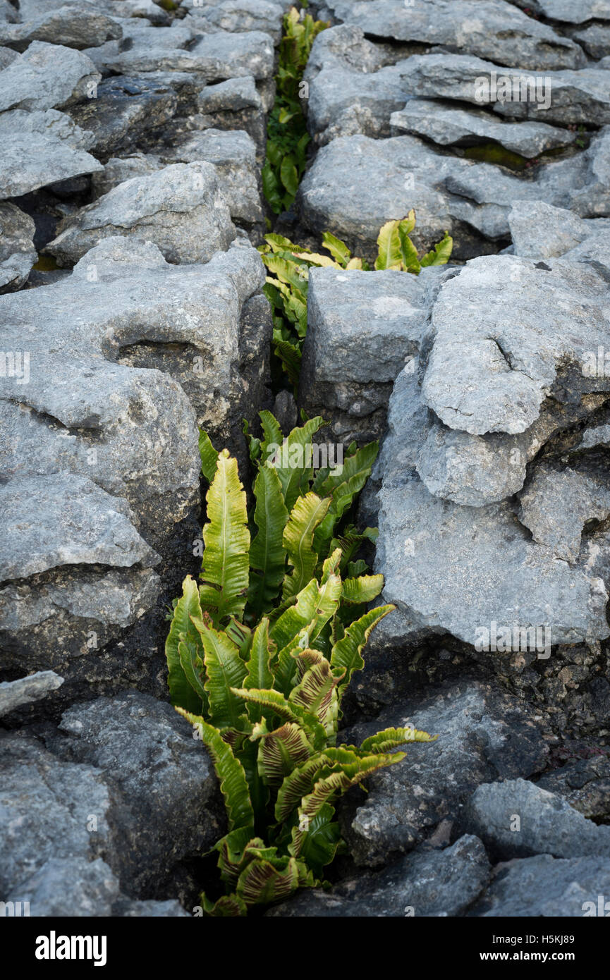 Pavimentazione di pietra calcarea, Sulber, Ingleborough riserva naturale vicino a Horton in Ribblesdale, Yorkshire. Foto Stock