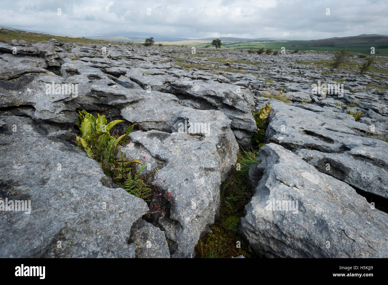 Pavimentazione di pietra calcarea, Sulber, Ingleborough riserva naturale vicino a Horton in Ribblesdale, Yorkshire. Foto Stock