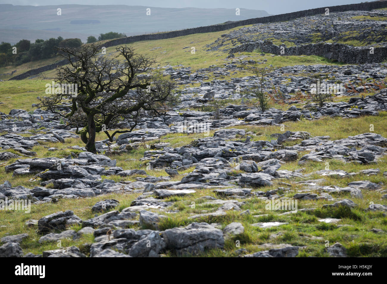 Pavimentazione di pietra calcarea, Sulber, Ingleborough riserva naturale vicino a Horton in Ribblesdale, Yorkshire. Foto Stock