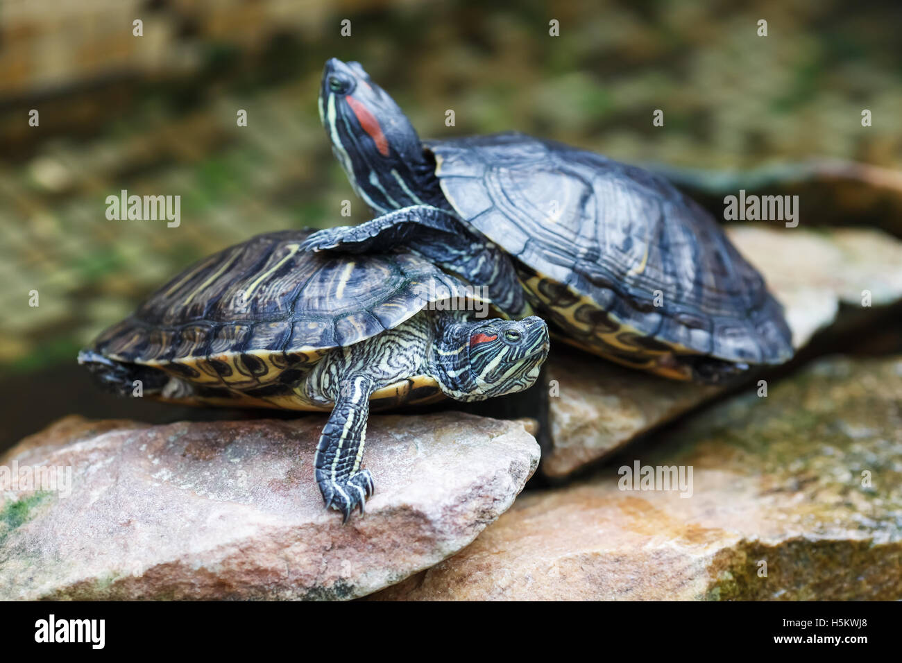 Trachemys scripta elegans Foto Stock