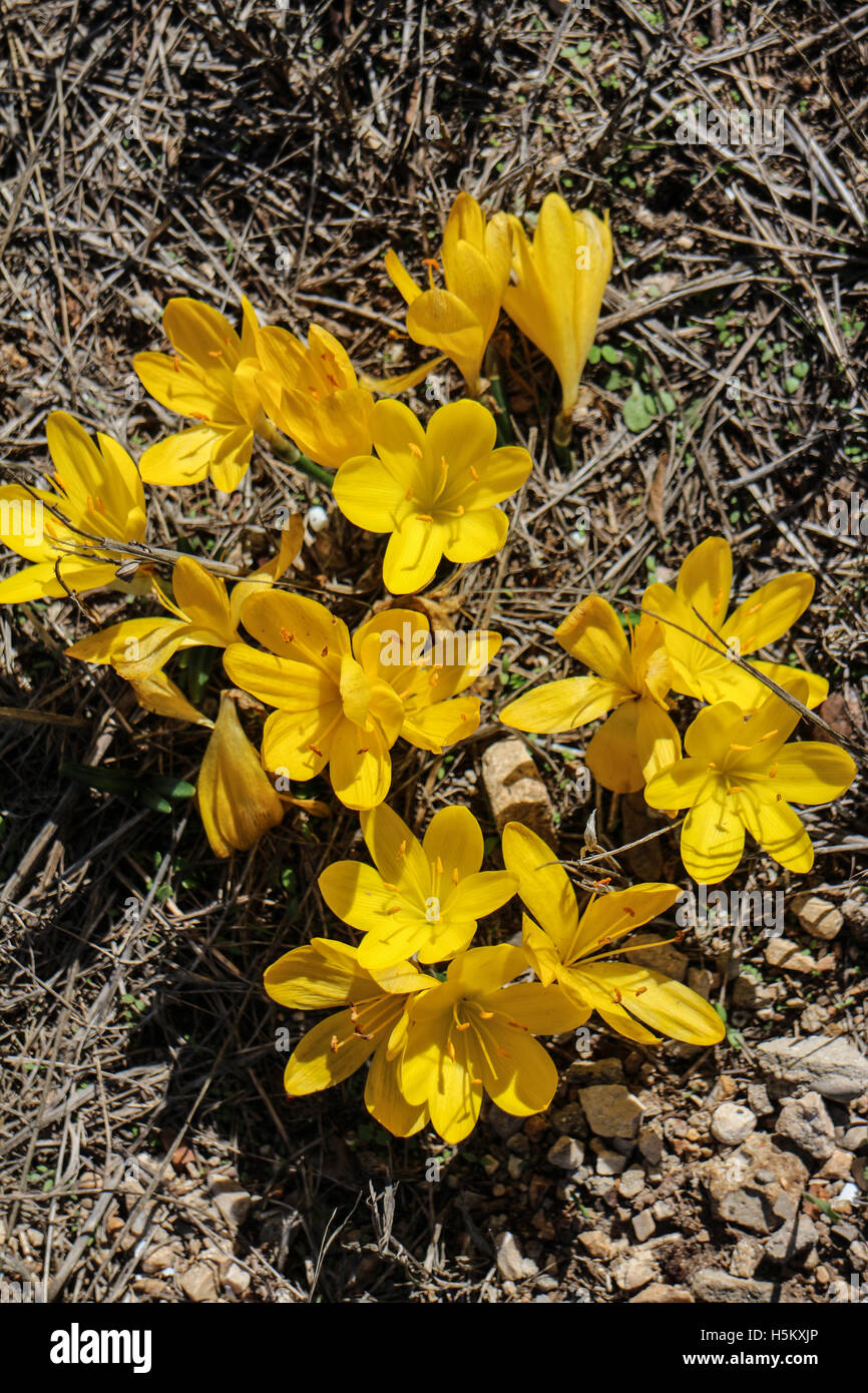 Sternbergia Lutea Foto Stock