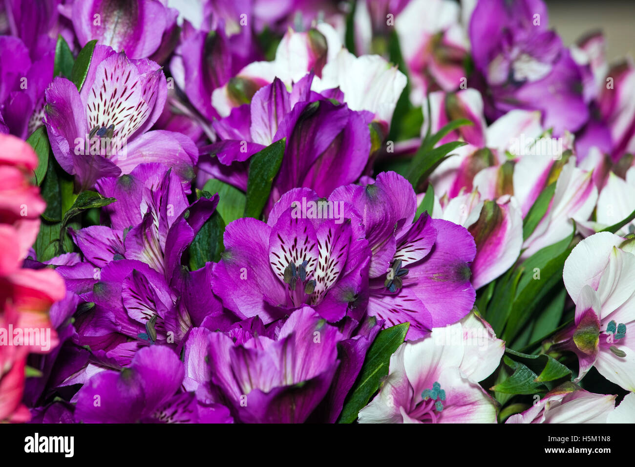 Alstroemeria sfondo fiori Foto Stock