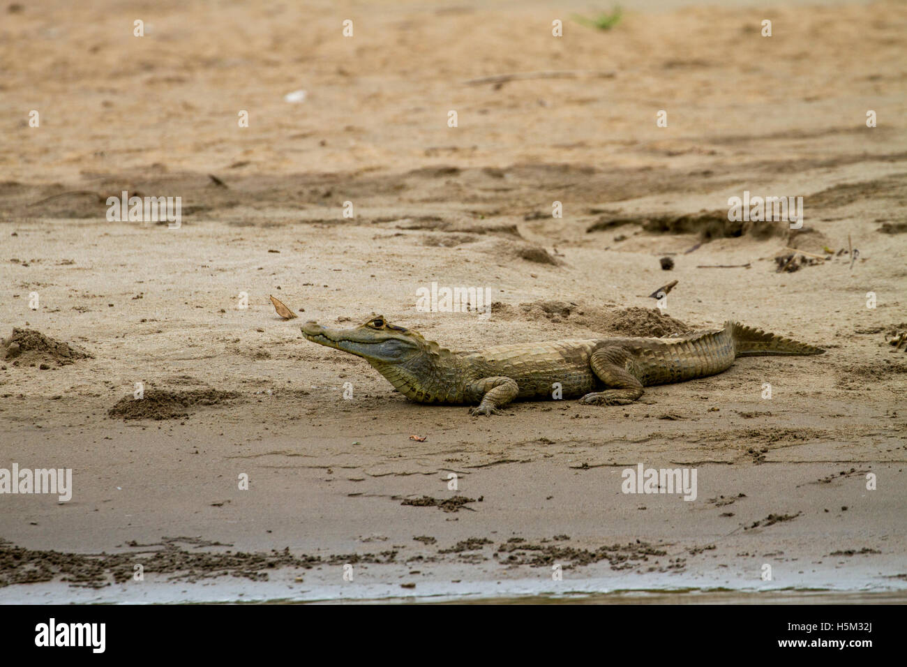 Bianco (spectacled) caimano sul fiume Manu, Perù Foto Stock