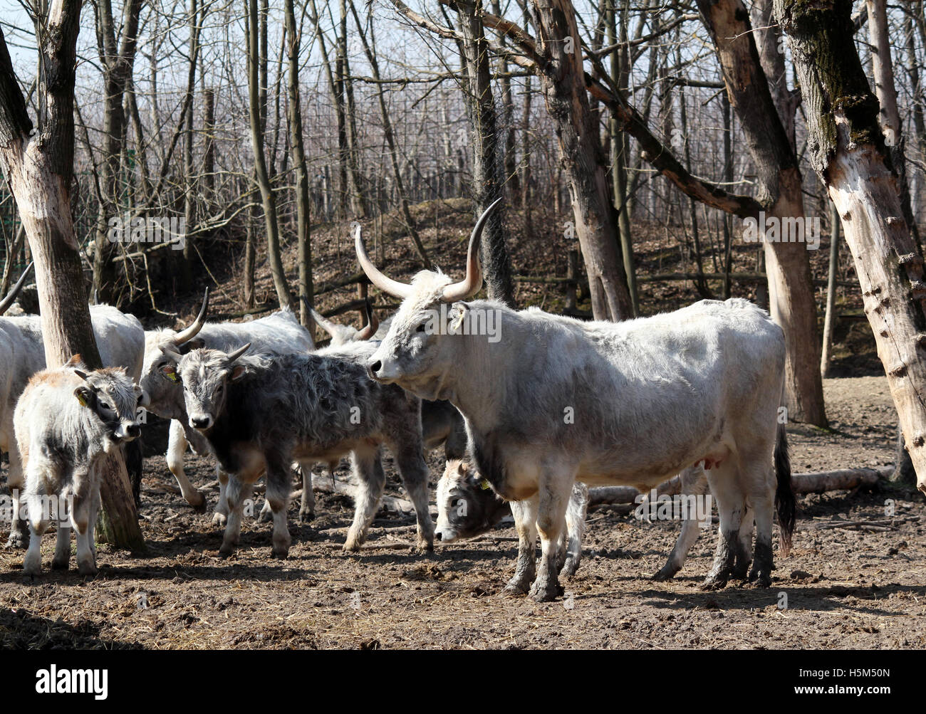 Mandria di mucche Podolian con grandi corna Foto Stock