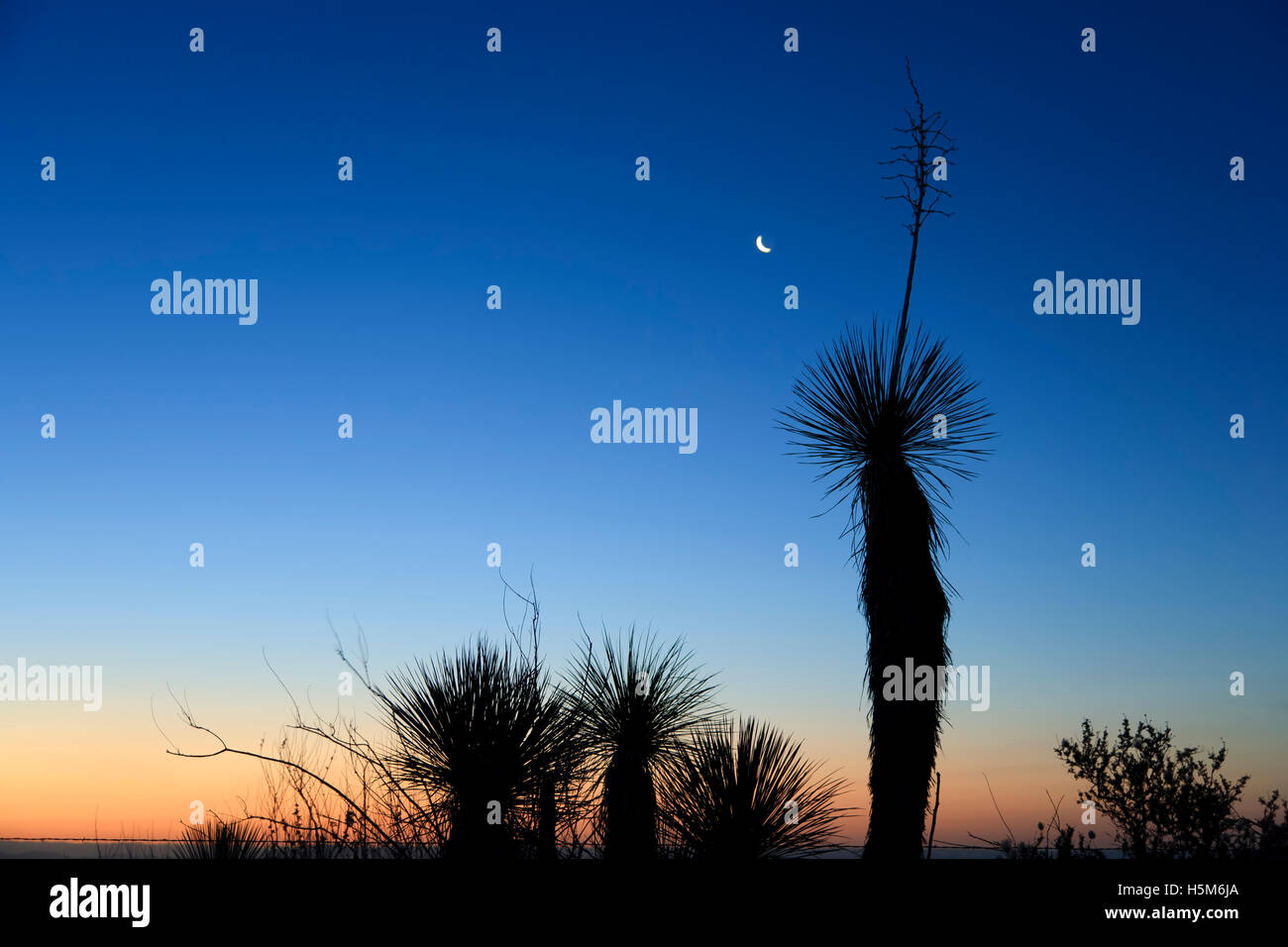 Cactus stagliano al crepuscolo, montagne Organ, vicino a Las Cruces, Nuovo Messico USA Foto Stock