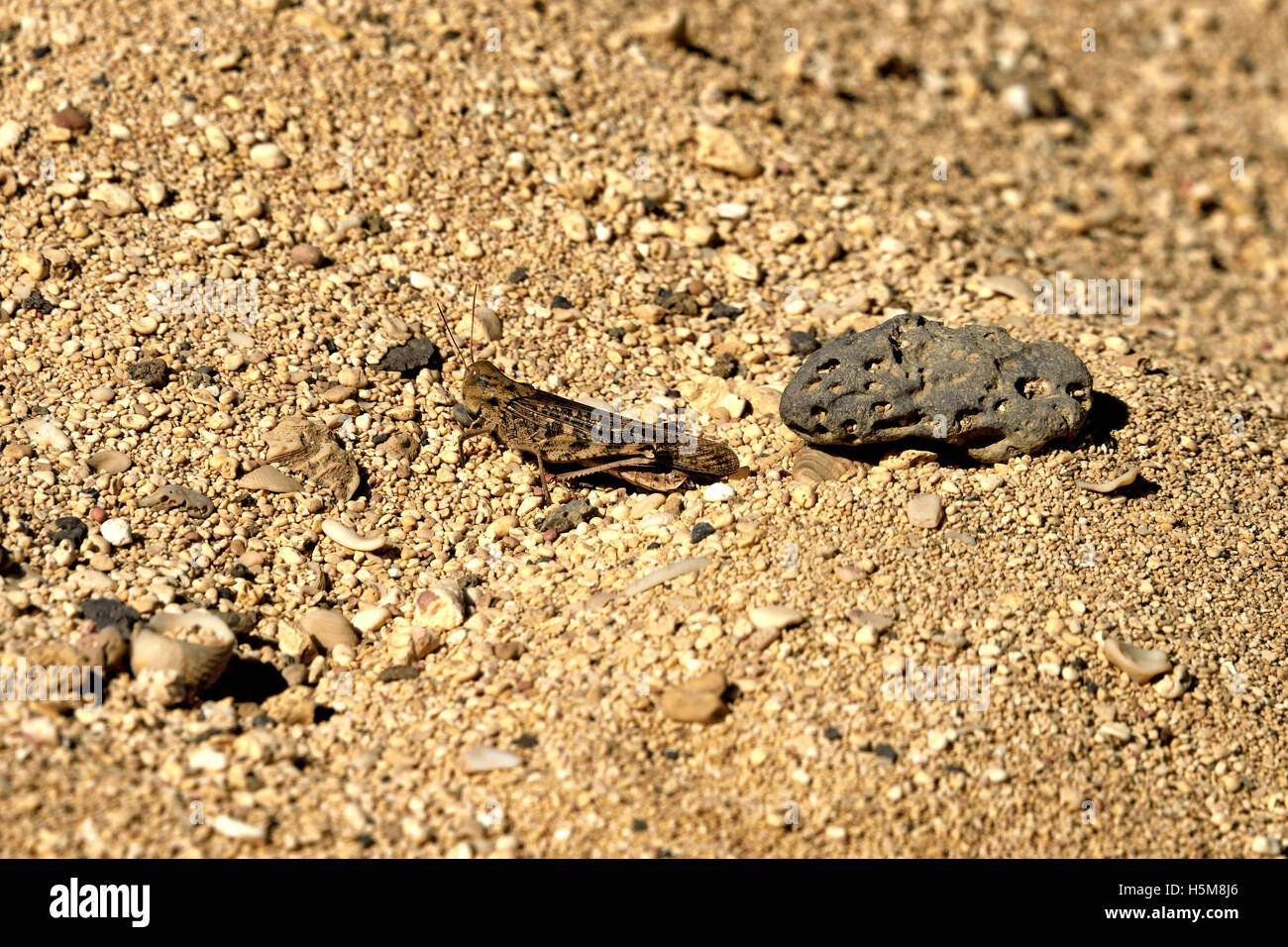Un tropicale di locusta migratoria (Locusta migratoria migratorioides) su una spiaggia dell'Isola di Ascensione nel Sud Atlantico Foto Stock