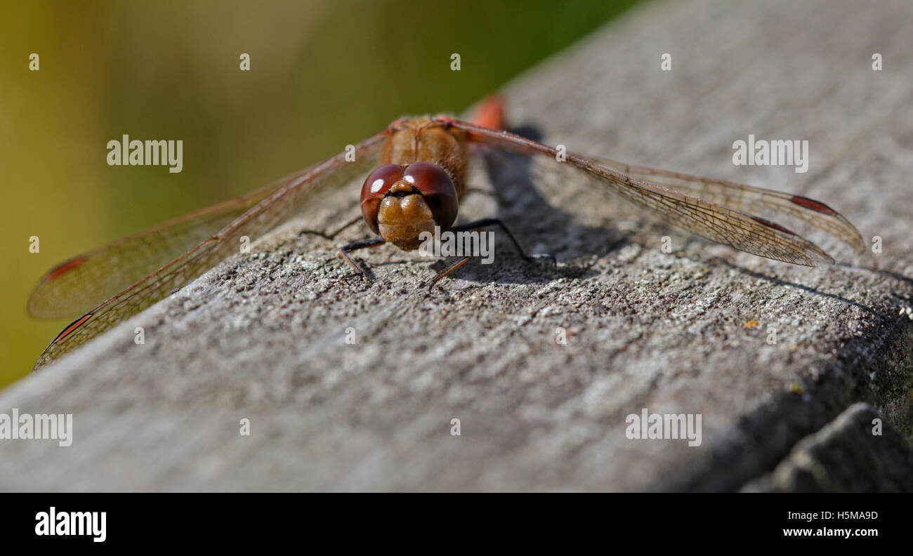 Common Darter Dragonfly (sympetrum striolatum) Foto Stock