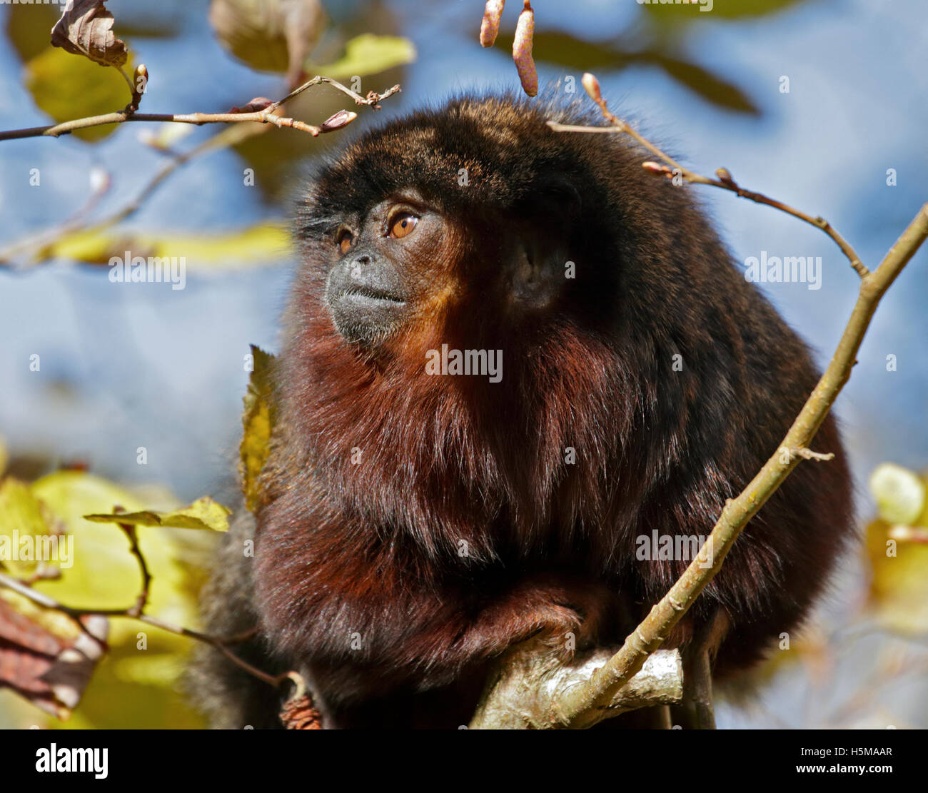 Rosso scimmia Titi (callicebus cupreus) Foto Stock