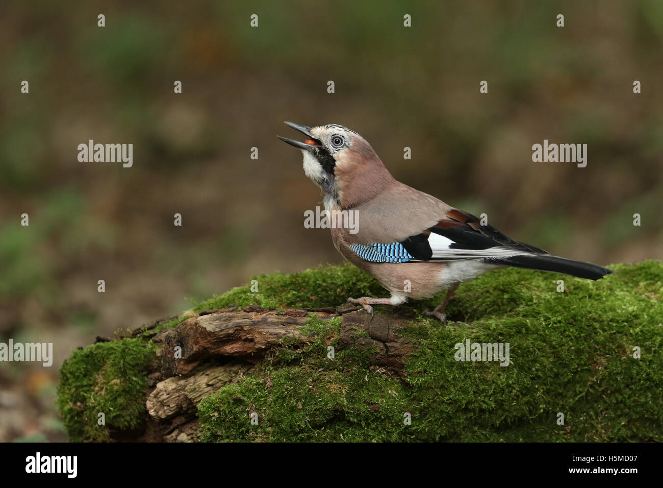 Un Jay (Garrulus glandarius) raccogliere i dadi per memorizzare per l'inverno. Foto Stock
