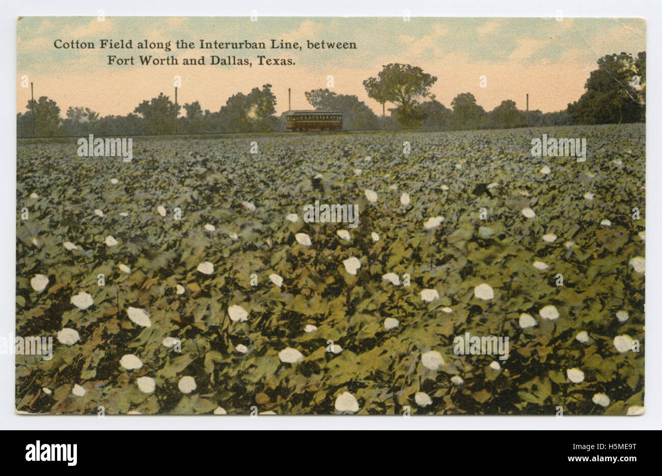 Campo di cotone lungo la linea interurbana, tra Fort Worth e Foto Stock