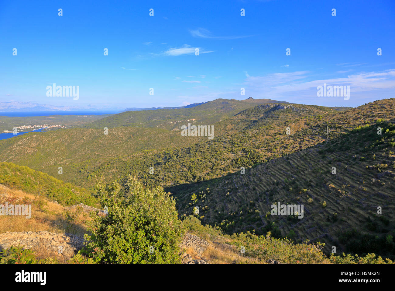 Abbandonato a Schiera campi di lavanda e distante Mt St Nicholas, Velo Grablje, Isola di Hvar, Croazia, Dalmazia, costa dalmata, l'Europa. Foto Stock