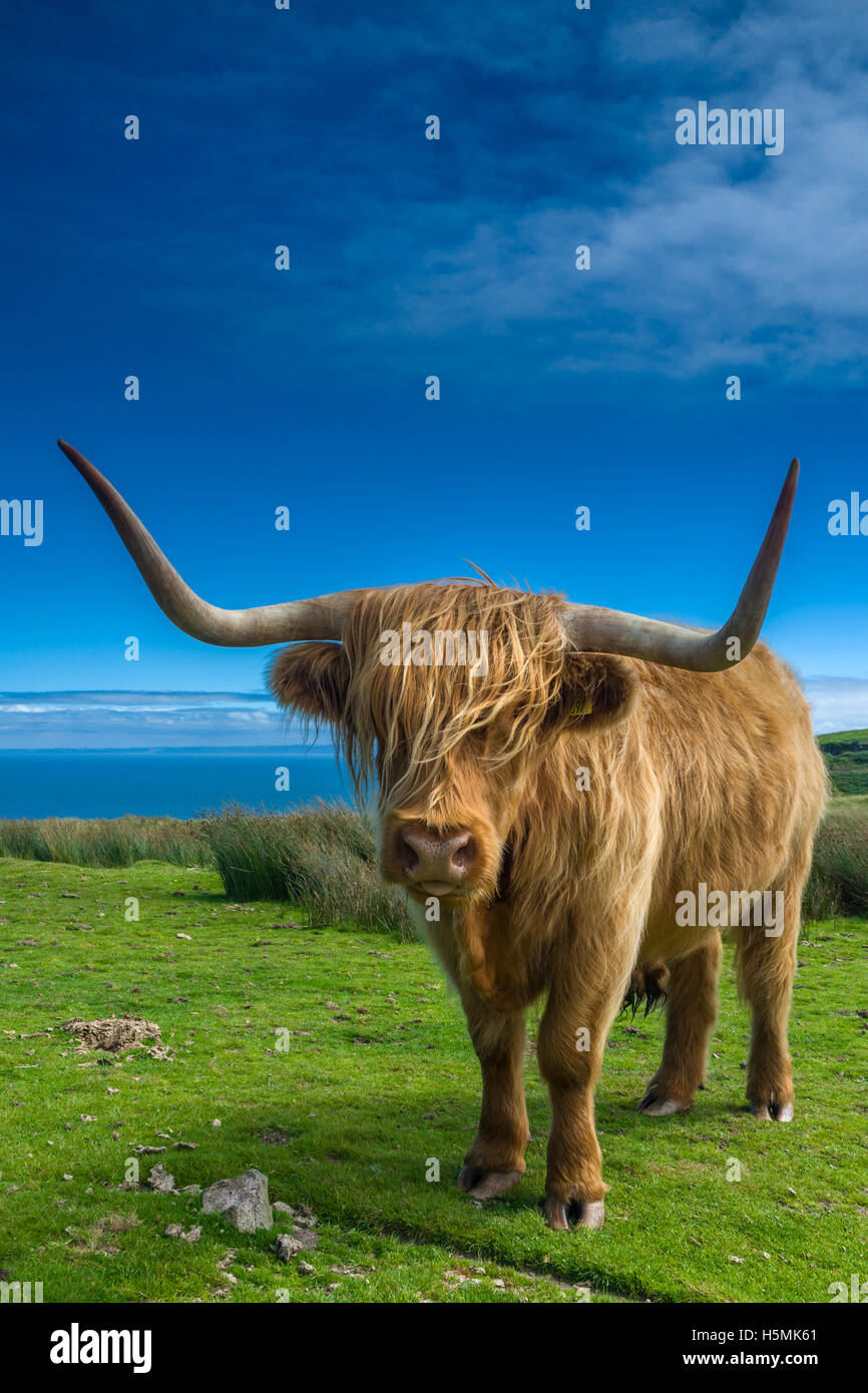 Longhorn bovini Foto Stock