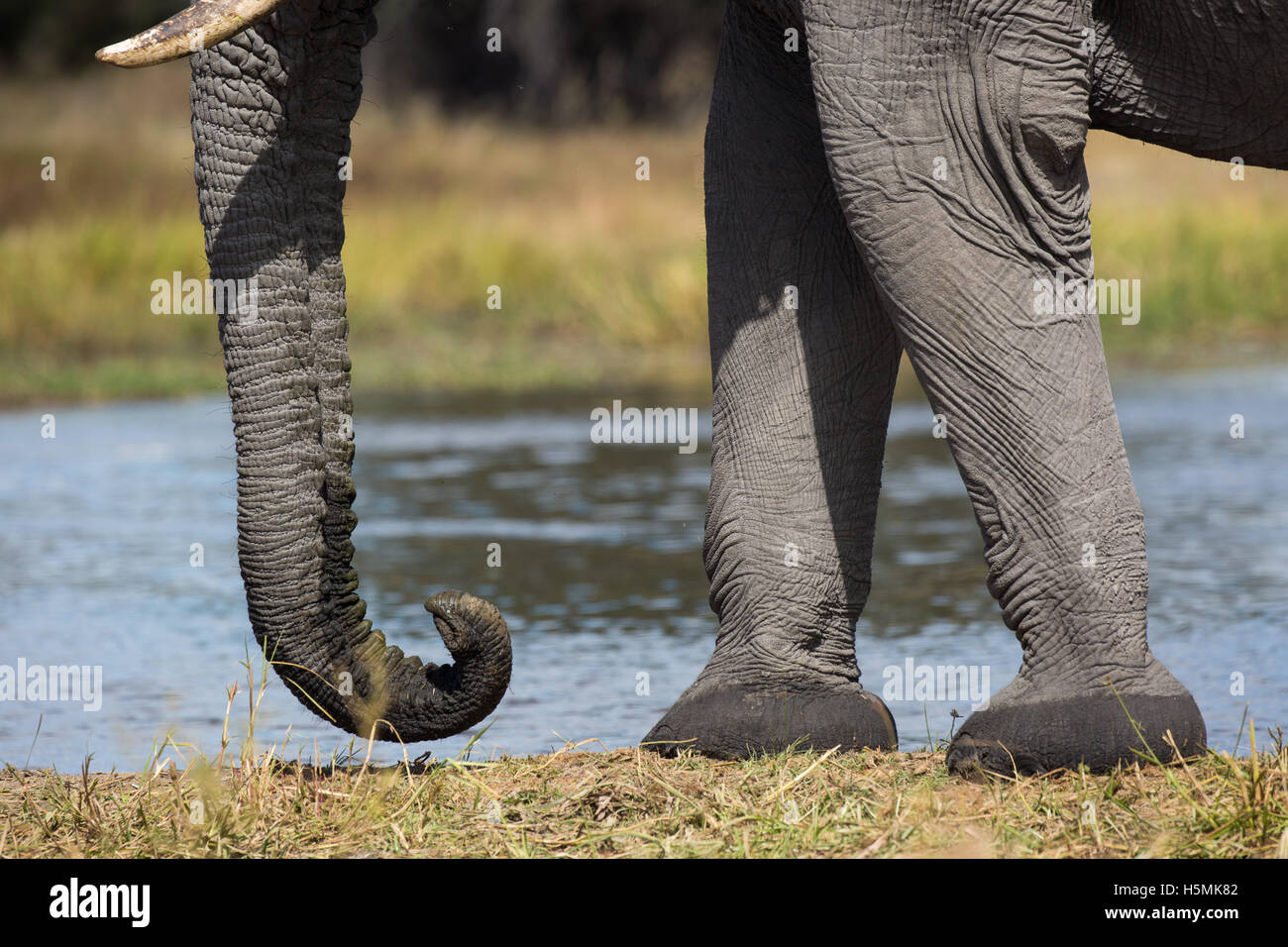 Primo piano delle zampe anteriori, i piedi ed il tronco di un elefante  africano (Loxodonta africana) toro Foto stock - Alamy