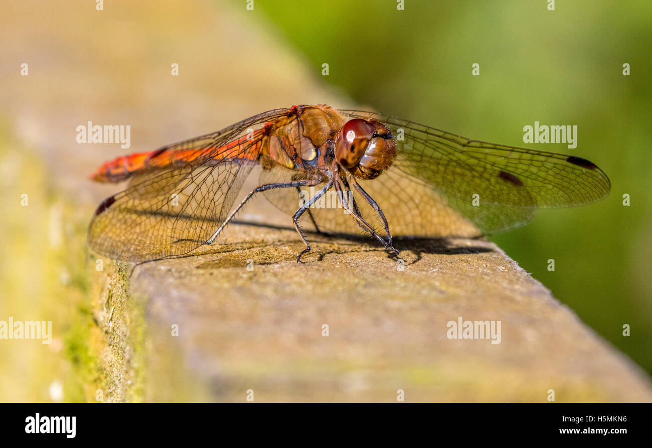 Voce maschile Darter dragonfly poggiante su una recinzione in autunno sunshine Foto Stock