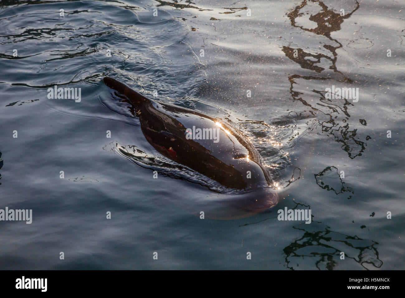 La focena (Phocoena phocoena) in corrispondenza della stazione di ricerca a Kerteminde, Danimarca. Questi dolphin cugini sono molto rare nel Mar Baltico Foto Stock